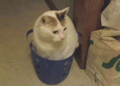 11150831_10103196751286625_4839800192618828939_n